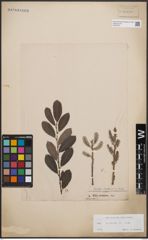 Foto von Salix cinerea L.